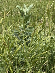 Asclepiadoideae