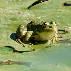 Pelophylax ridibundus