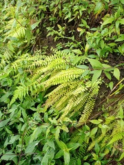 Osmolindsaea odorata