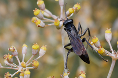 Pompilidae