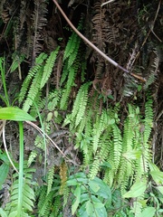 Osmolindsaea odorata