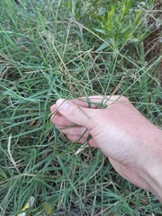 Eleusine indica