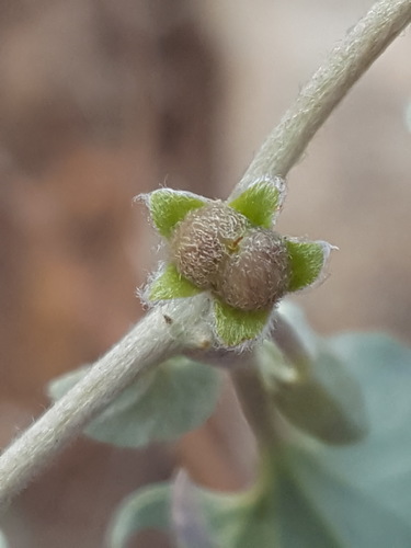 Dichondra argentea