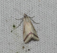Microtheoris vibicalis