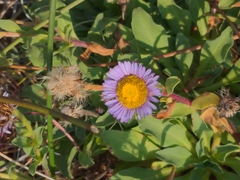Erigeron glaucus