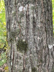 Acer