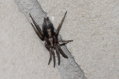 Herpyllus propinquus