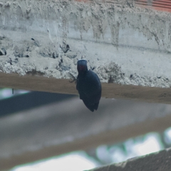 Melanerpes formicivorus flavigula