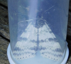 Catocala relicta