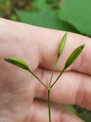 Ranunculus recurvatus