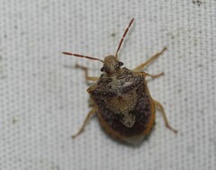 Dendrocoris humeralis