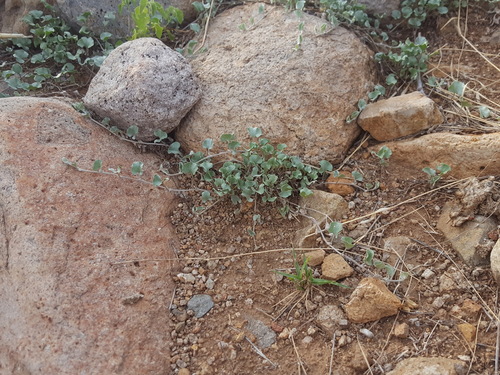 Dichondra argentea