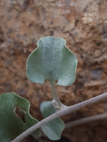 Dichondra argentea