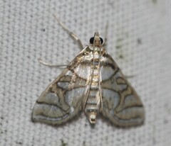 Pseudopyrausta santatalis