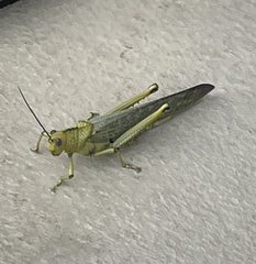 Tropidacris cristata