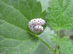 Tenthredo scrophulariae