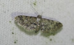 Idaea pervertipennis