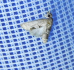 Eucosma
