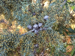 Cupressus sempervirens