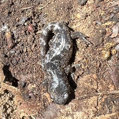 Ambystoma opacum