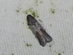 Chararica hystriculella