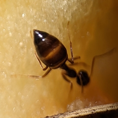 Prenolepis imparis