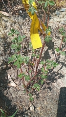 Polylepis