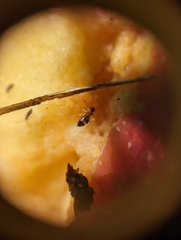 Prenolepis imparis