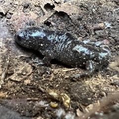 Ambystoma opacum