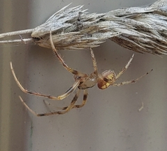 Araneus thaddeus