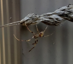 Araneus thaddeus