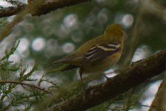 Setophaga castanea