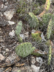 Opuntia dulcis