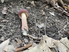 Tylopilus rubrobrunneus
