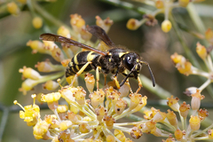 Ancistrocerus