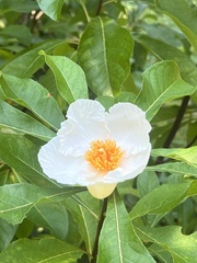 Franklinia
