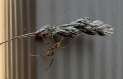 Araneus thaddeus