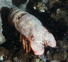 Scyllarides squammosus