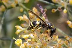 Ancistrocerus