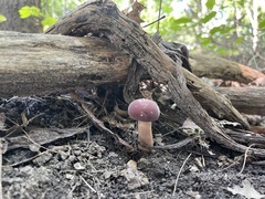 Tylopilus rubrobrunneus