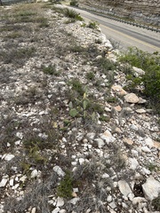 Opuntia dulcis