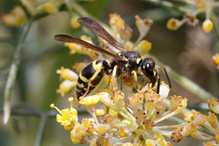 Ancistrocerus