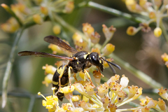 Ancistrocerus