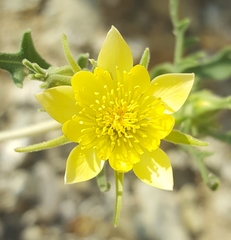 Mentzelia multiflora