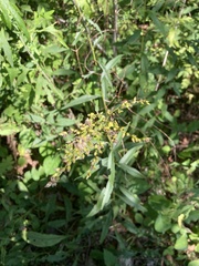 Solidago juncea