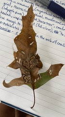 Callirhytis favosa