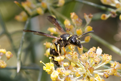 Ancistrocerus