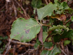 Garrya elliptica