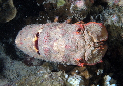 Scyllarides squammosus