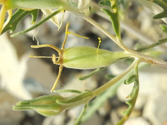 Mentzelia multiflora